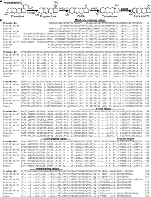 Molecular Characterization and Expression of Cytochrome P450 Aromatase in Atlantic Croaker Brain: Regulation by Antioxidant Status and Nitric Oxide Synthase During Hypoxia Stress